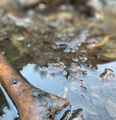 Pelophylax bedriagae
