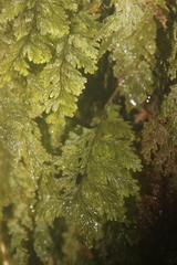 Hymenophyllum frankliniae