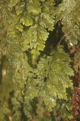 Hymenophyllum frankliniae