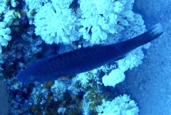 Oxycheilinus digramma