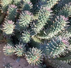 Euphorbia caput-medusae