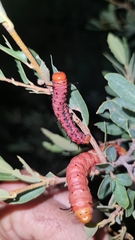 Anisota oslari