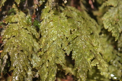 Hymenophyllum frankliniae