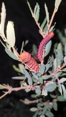 Anisota oslari
