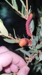 Anisota oslari