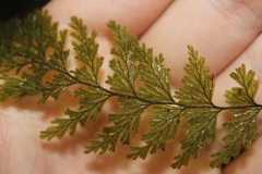 Hymenophyllum frankliniae