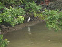 Egretta garzetta