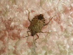 Halyomorpha halys