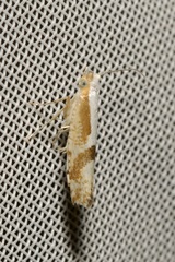 Argyresthia