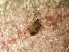 Halyomorpha halys