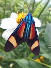 Cyanopepla submacula