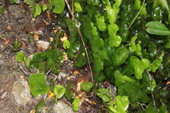 Hymenophyllum nephrophyllum