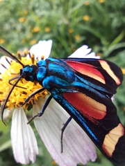 Cyanopepla submacula