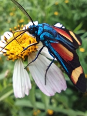 Cyanopepla submacula