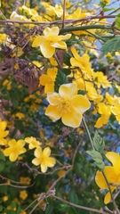 Kerria japonica