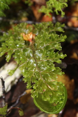 Hymenophyllum scabrum