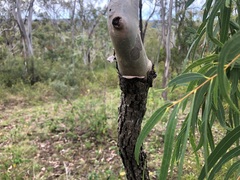 Corymbia tessellaris