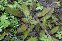 Plantago raoulii
