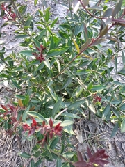 Aspidosperma