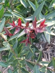 Aspidosperma