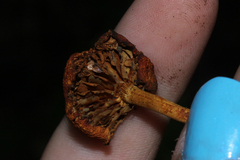 Gymnopilus liquiritiae