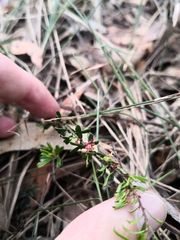 Micrantheum ericoides