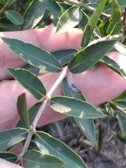 Aspidosperma