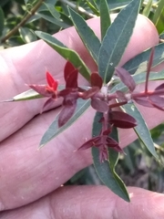 Aspidosperma