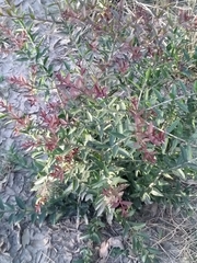 Aspidosperma