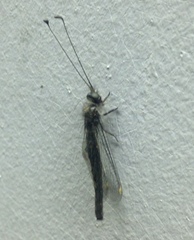 Ululodes quadripunctatus