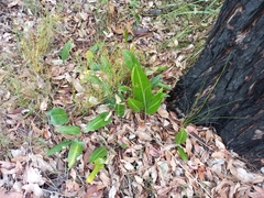Cryptostylis ovata