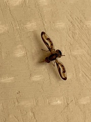 Toxonevra muliebris