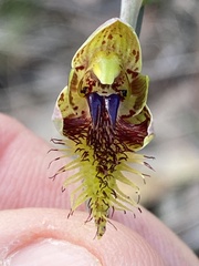 Calochilus campestris