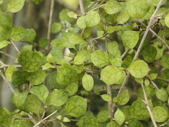Coprosma areolata