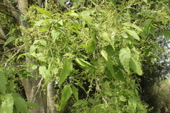 Plagianthus regius
