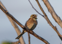 Emberiza citrinella × leucocephalos