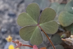 Oxalis corniculata