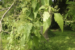 Plagianthus regius