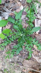 Capsella bursa-pastoris