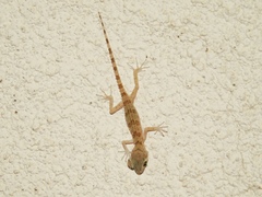 Tenuidactylus caspius