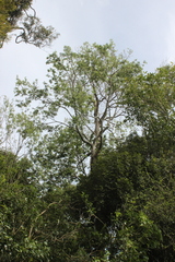 Plagianthus regius