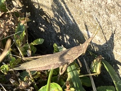 Atractomorpha lata
