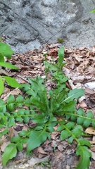 Capsella bursa-pastoris