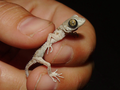 Tenuidactylus caspius