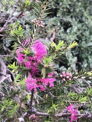 Melaleuca wilsonii