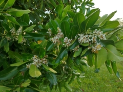 Calophyllum inophyllum