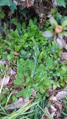 Capsella bursa-pastoris