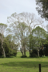 Plagianthus regius