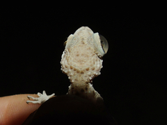 Tenuidactylus caspius