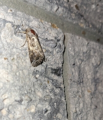 Spodoptera frugiperda